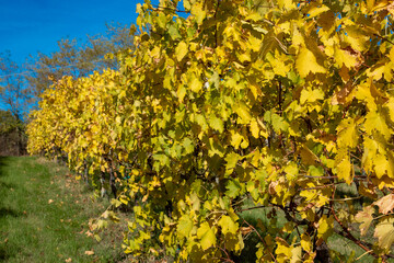 vines of the hills in autumn red wine graspa rossa and trebbiano - 732374003