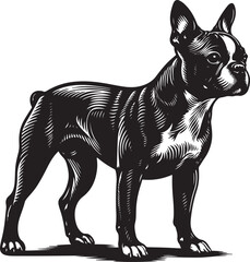 Boston terrier silhouette real in black