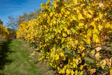 vines of the hills in autumn red wine graspa rossa and trebbiano