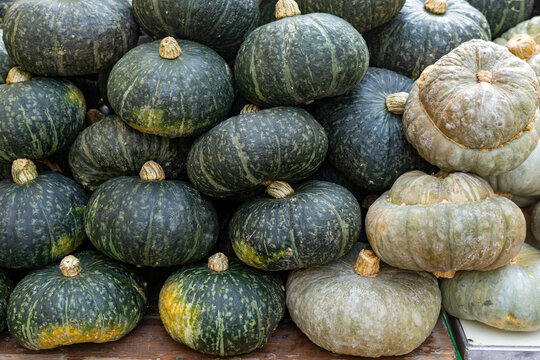 pumpkin typical Mantua product for cooking tortelloni, rice and tortellacci
