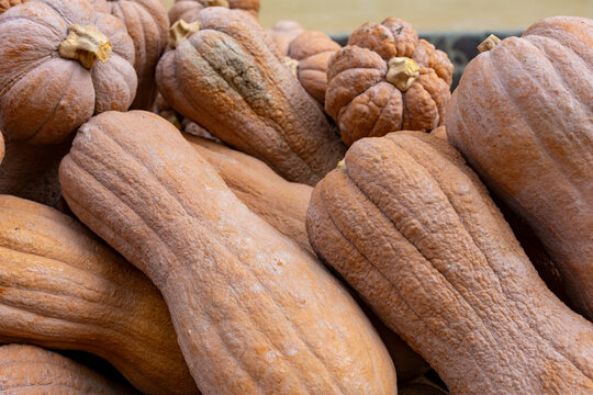 pumpkin typical Mantua product for cooking tortelloni, rice and tortellacci