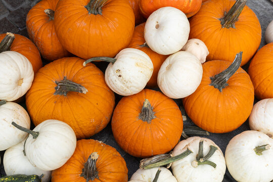 pumpkin typical Mantua product for cooking tortelloni, rice and tortellacci