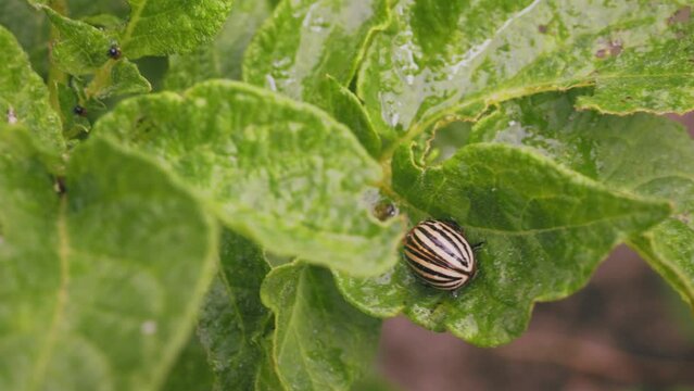 Colorado potato beetle on potato sprouts close-up