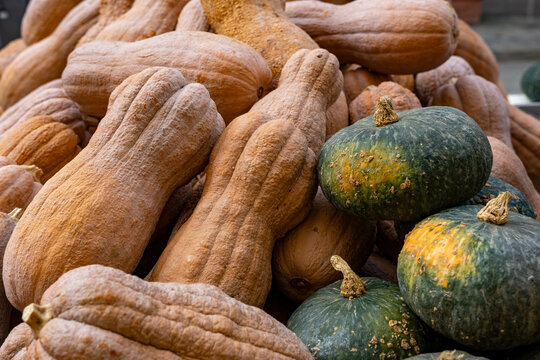 pumpkin typical Mantua product for cooking tortelloni, rice and tortellacci