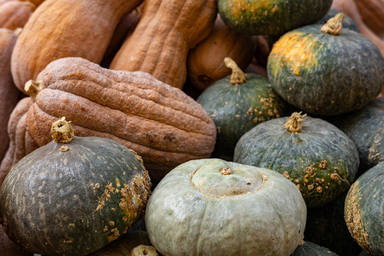 pumpkin typical Mantua product for cooking tortelloni, rice and tortellacci