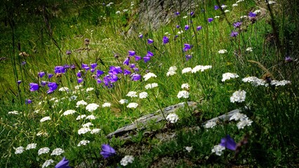 Alpine bluebells in the Alps in South Tyrol