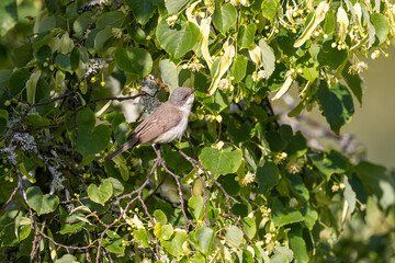 Lesser whitethroat in a linden tree