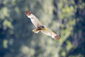 Western marsh harrier in flight
