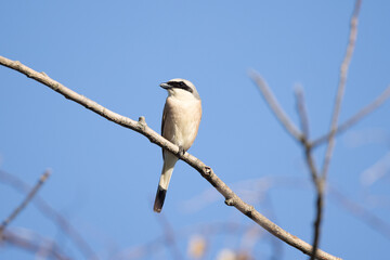 red backed shrike on a branch