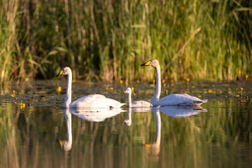 Obraz premium Whooper swan family on a lake