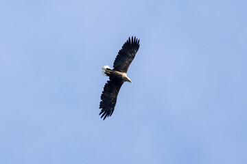 white tailed eagle in flight