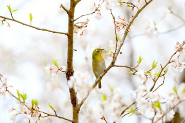 桜の木に留まっている右を向いたメジロ