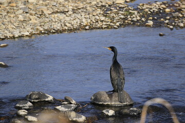 川の中の石に留まっている体が後ろ向きの１羽の川鵜