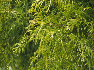 樹木　サワラ　ゴールデンモップ