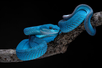 Blue White-lipped Island Pit Viper (Trimeresurus insularis) native to Lesser Sunda Islands Indonesia. 