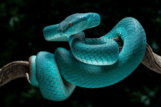 Blue White-lipped Pit Viper (Trimeresurus insularis) is venomous pit viper and endemic species in Indonesia.
