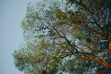 Beautiful green leaves blue sky nature background.