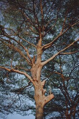 Beautiful green leaves blue sky nature background.