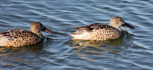 patos