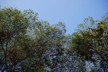 trees and sky. Beautiful green leaves blue sky nature background.