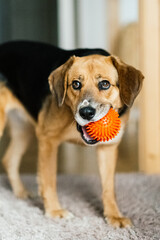beagle mix dog with a ball 