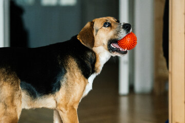 beagle dog portrait with ball