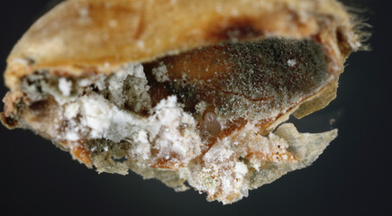 Granary Weevil (Sitophilus granarius) also called Grain or Wheat Weevil. Egg laid inside the grain.