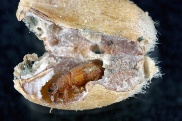 Granary Weevil (Sitophilus granarius) also called Grain or Wheat Weevil. Young beetle developing inside the grain.
