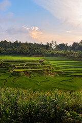 Payakumbuh Rice Field Terracing