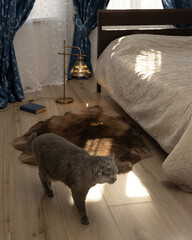 A brown deerskin on the bedroom floor on a sunny day. Grey British cat