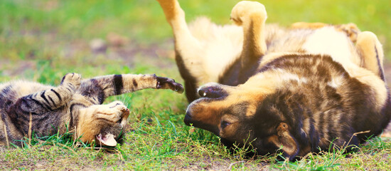 Funny best friends dog and cat play together outdoors. A dog and a cat lie on their backs on the...
