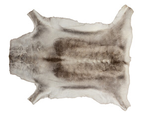 The skin of a white northern Scandinavian deer after dressing