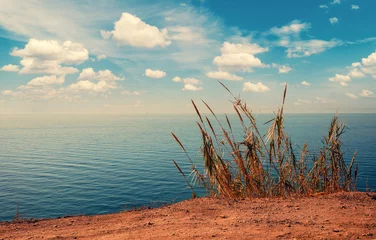 Fototapeten Seascape with dry grass. Minimalist landscape © vvvita