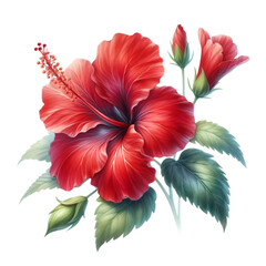 Hibiscus PNG