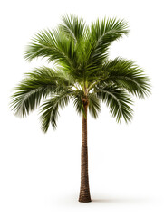 coconut palm tree. coconut tree isolated on white.