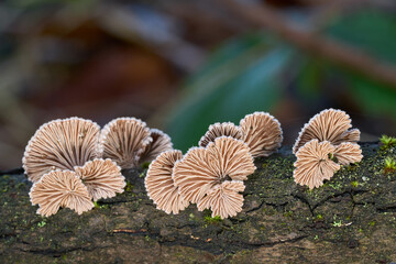 Inedible mushroom Schizophyllum commune on the wood. Known as splitgill mushroom. Group of wild mushrooms in the floodplain forest.