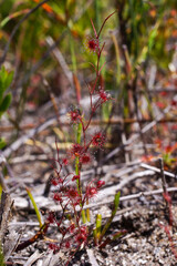 Pink rainbow sundew (Drosera menziesii) with red sticky leaves on a small stem, in natural habitat,...