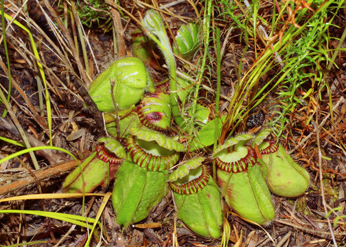 Albany pitcher plant (Cephalotus follicularis) with flower stalk in high grasses, natural habitat, Western Australia
