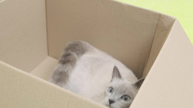 kitty playful gray cat sitting in cardboard box and rubbing his head, slow motion
