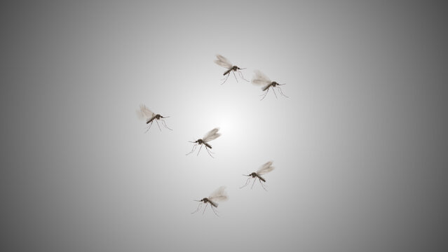 Dengue mosquitoes isolated flying on gradient background