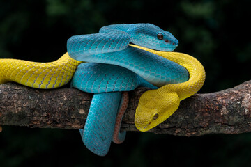 A pair of Blue and Yellow White-lipped Pit Viper (Trimeresurus insularis). The species is venomous...