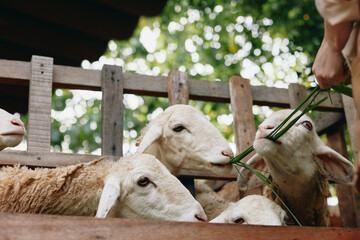 Sheep eating grass from a person's hand in front of a wooden fence with trees in the background