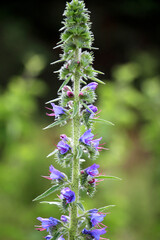 In the field among the herbs bloom Echium vulgare