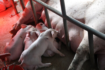 Piglets and sows in a cage with infrared heating