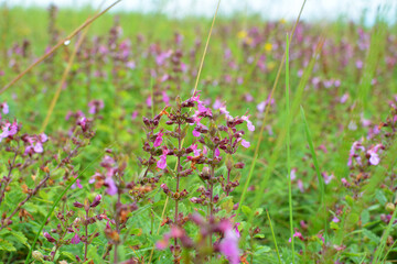Teucrium chamaedrys grows in nature in summer