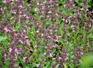 Teucrium chamaedrys grows in nature in summer
