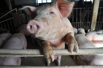 Raising pigs on the farm