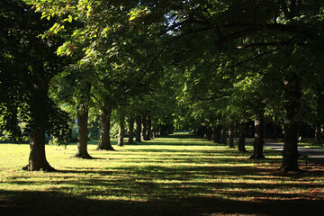 Linden Alley in Leipzig, Germany
