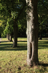 Linden Alley in Leipzig, Germany
