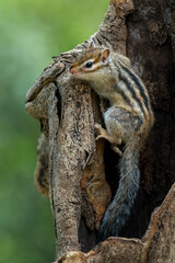 Chipmunk (Tamias) are small members of the squirrel family. The size relative to a teacup and weight 1 to 5 ounces.